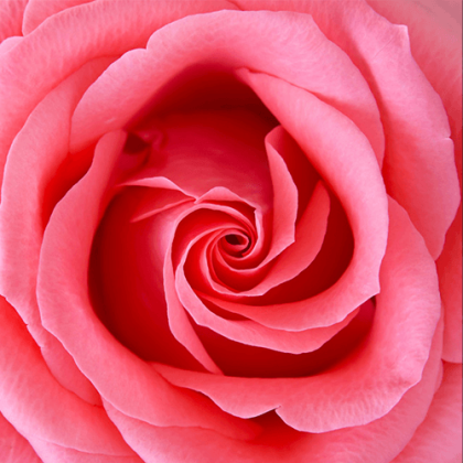 Αρωματικό Έλαιο Τριαντάφυλλο